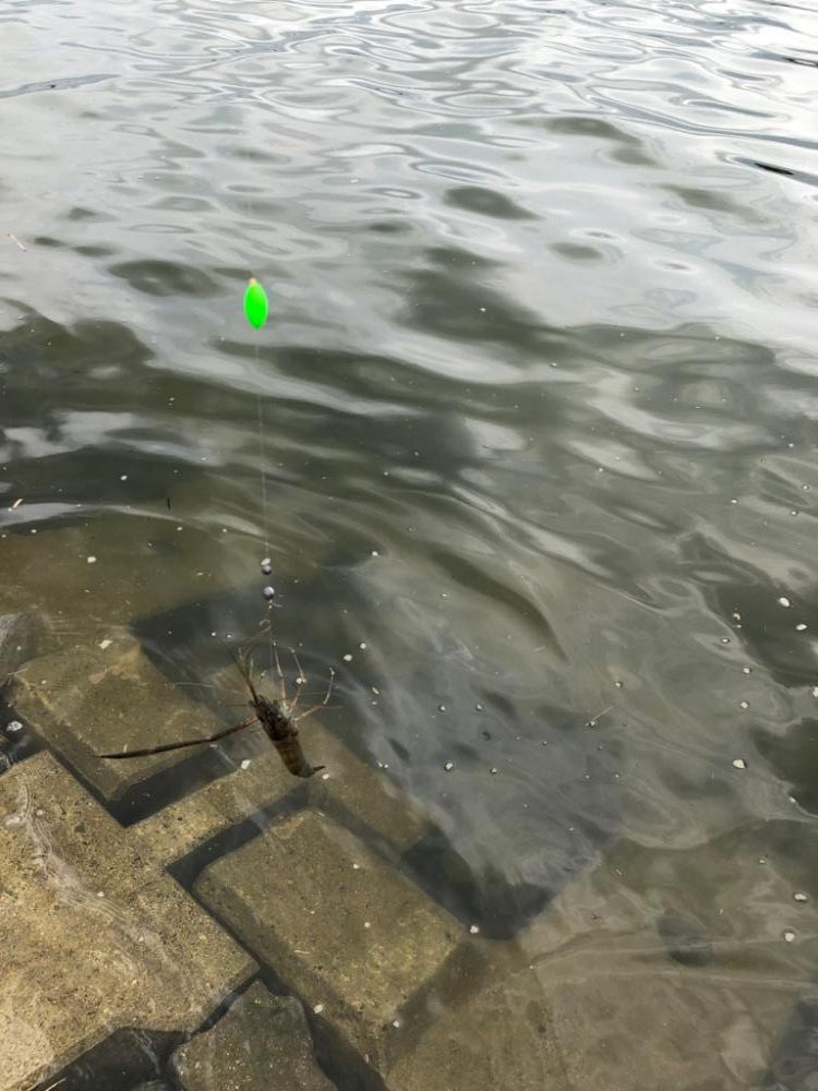 ようやくテナガエビ