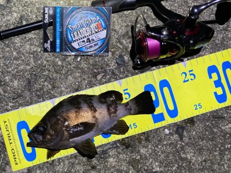 梅雨の戻りメバリング