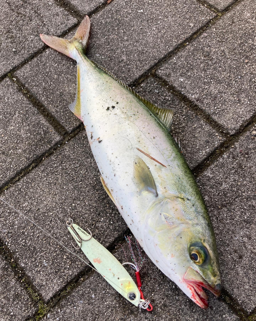 湾奥コスモ青物調査。ツバス30cm。。