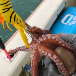 舟タコもうストック切れ⁈