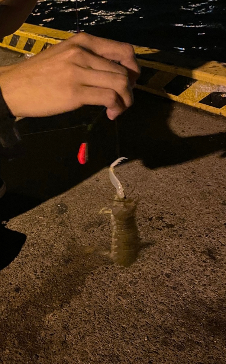 予想外のシャコ！