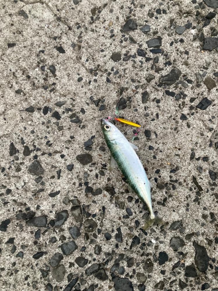 ショアジギング