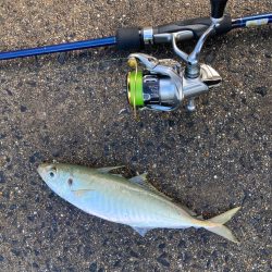 入れ食いすぎて飽きました