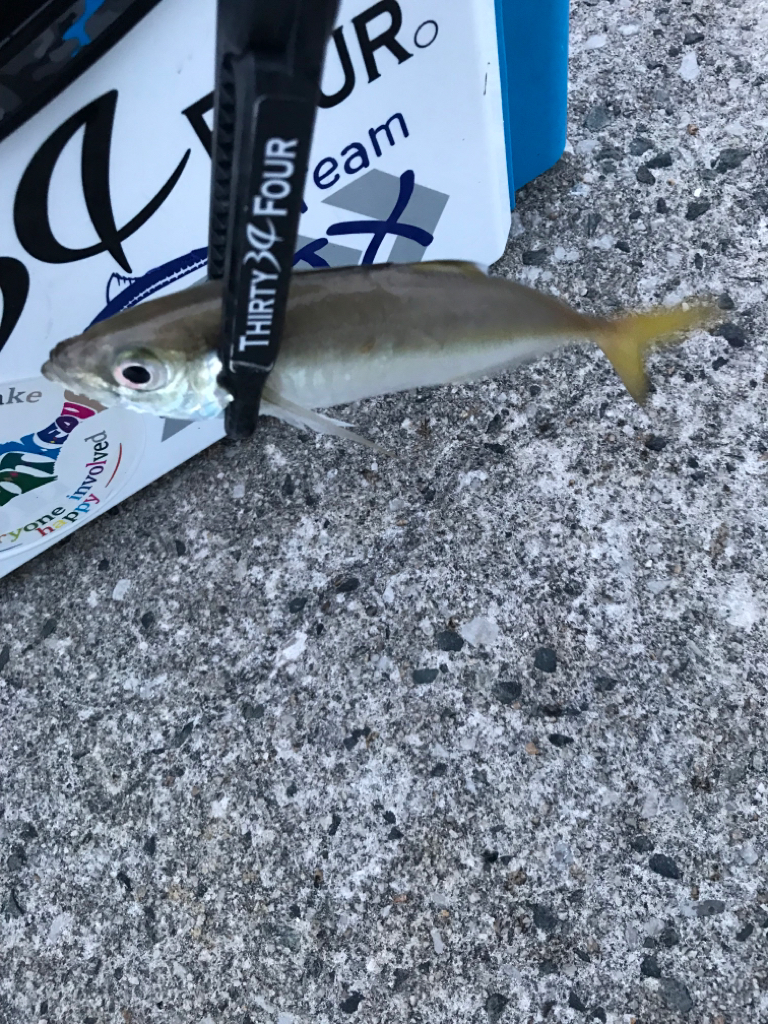 帰宅前アジング