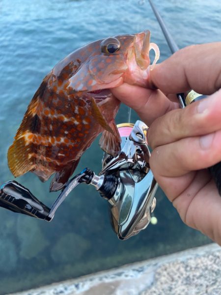 シャローフリークをぶん投げに