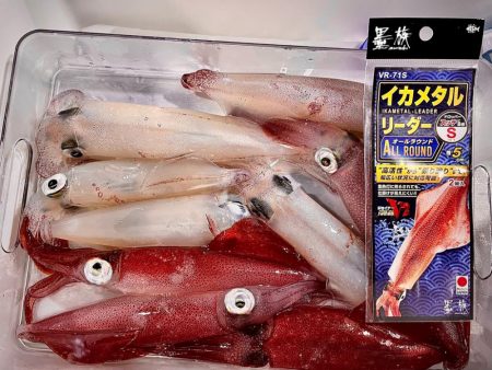 越前沖でイカメタル