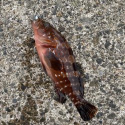 夕まずめライトゲーム