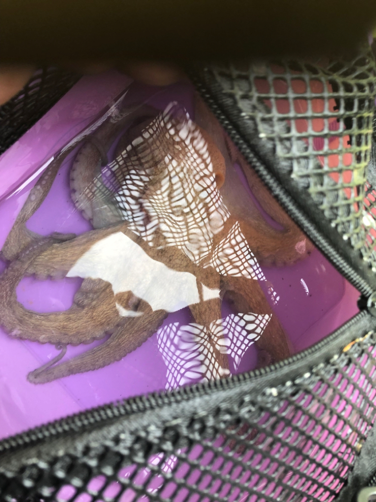 オフショア 明石タコ タイラバ