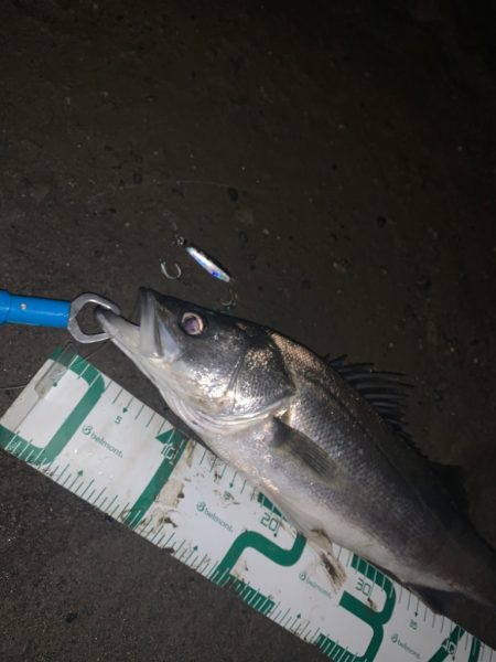 マキマキでリバーシーバス！