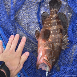 初夢みなと公園でデカキジハタ！