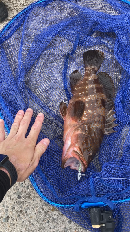 初夢みなと公園でデカキジハタ！