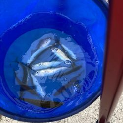 1ヶ月ぶりのサビキ