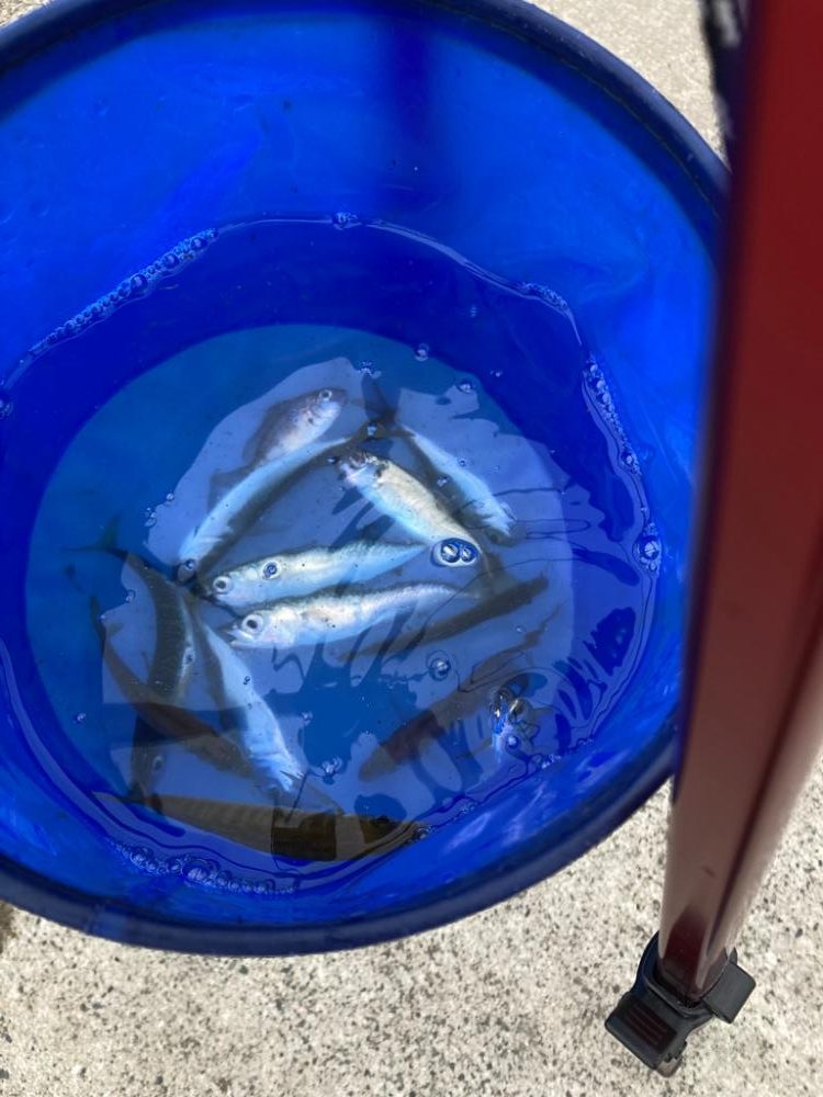 1ヶ月ぶりのサビキ