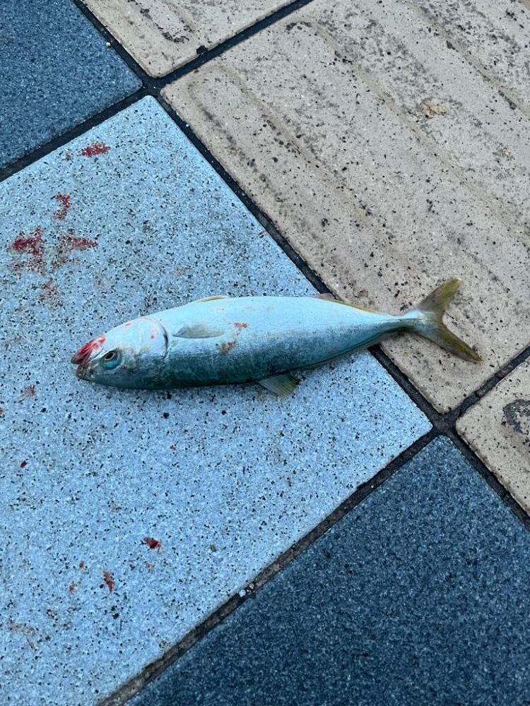 久々のジグサビキ