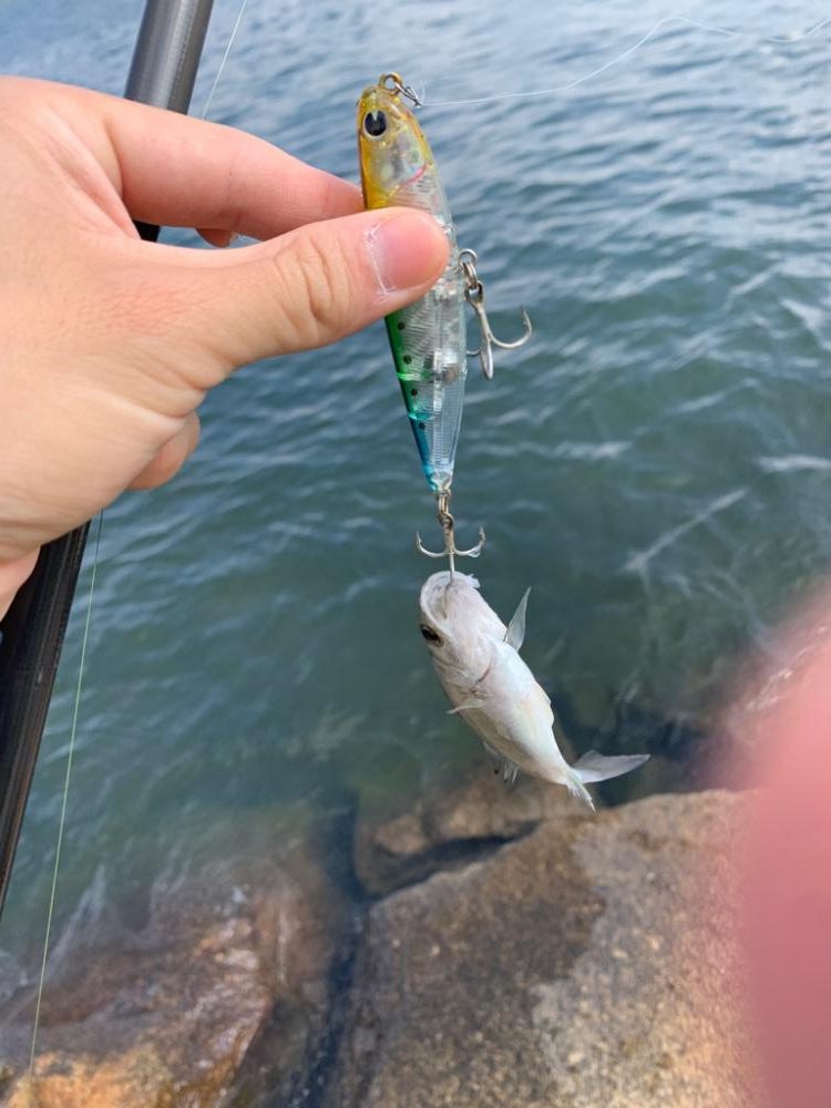 ちいかわせいごまつり