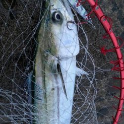 夕？夜マヅメかな。