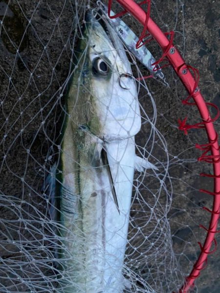 夕？夜マヅメかな。