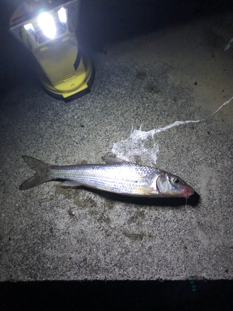 淀川水系でウナギ釣り