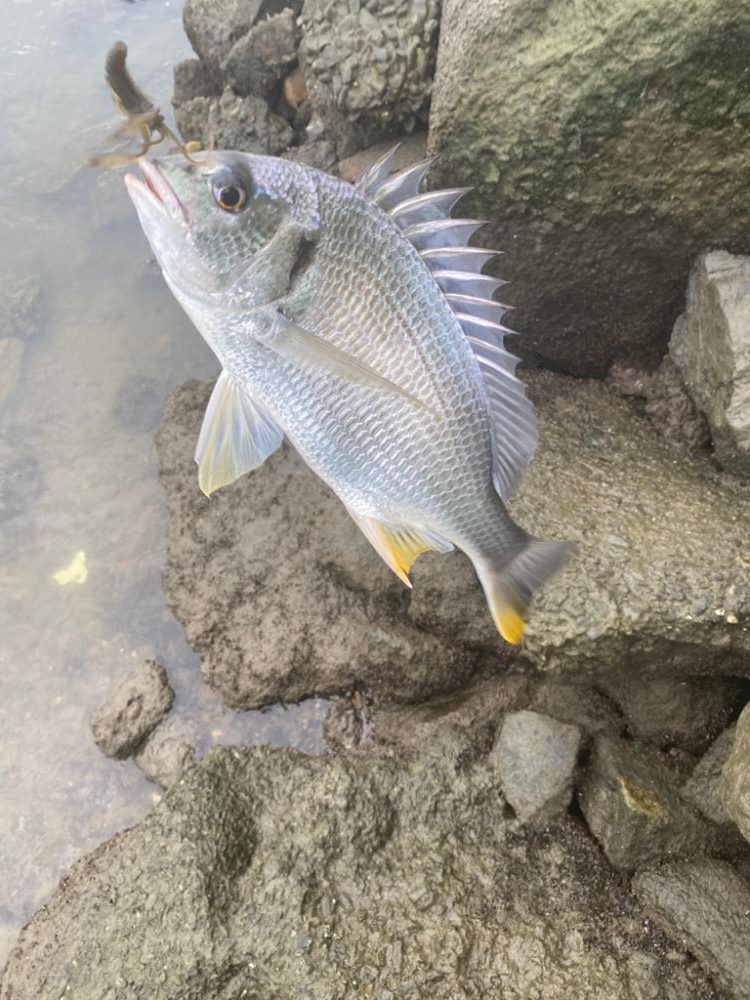淀川チニング 夕方1時間勝負