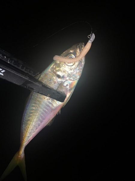 アジング！小悪魔ジグヘッドにて