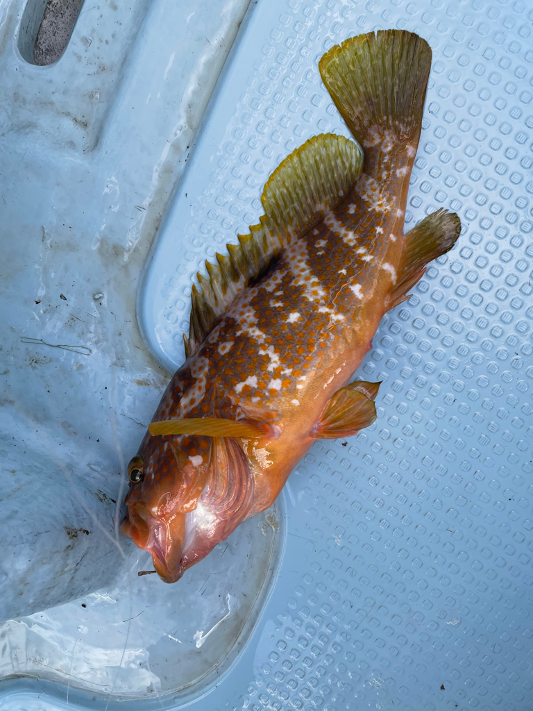 根魚狙いの飲ませ釣り