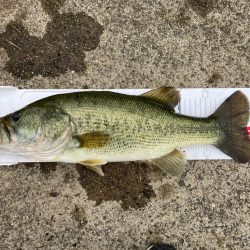 全開放流の琵琶湖