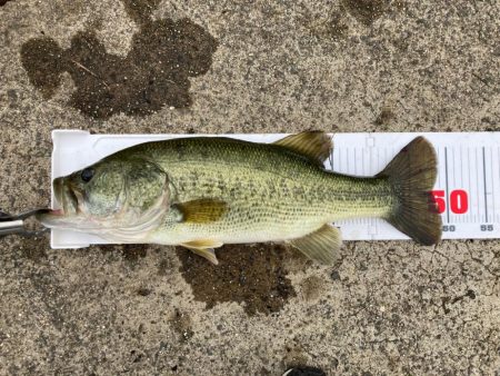 全開放流の琵琶湖