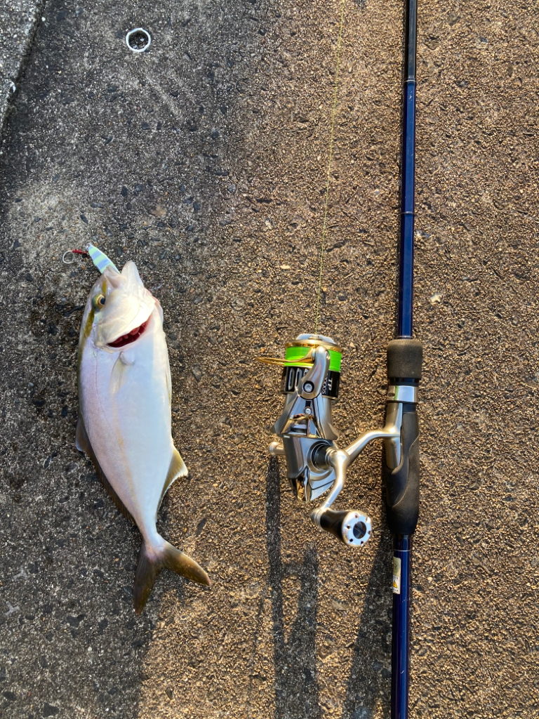 やっぱりアジは若潮がいい