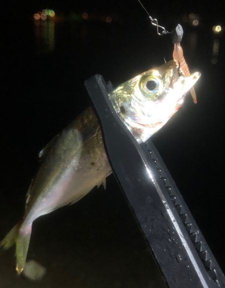 シラスのベイトパターン