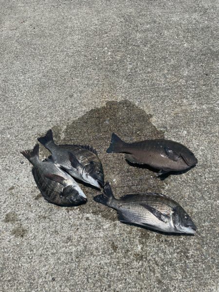 フカセでチヌ・グレ・コバンザメ！