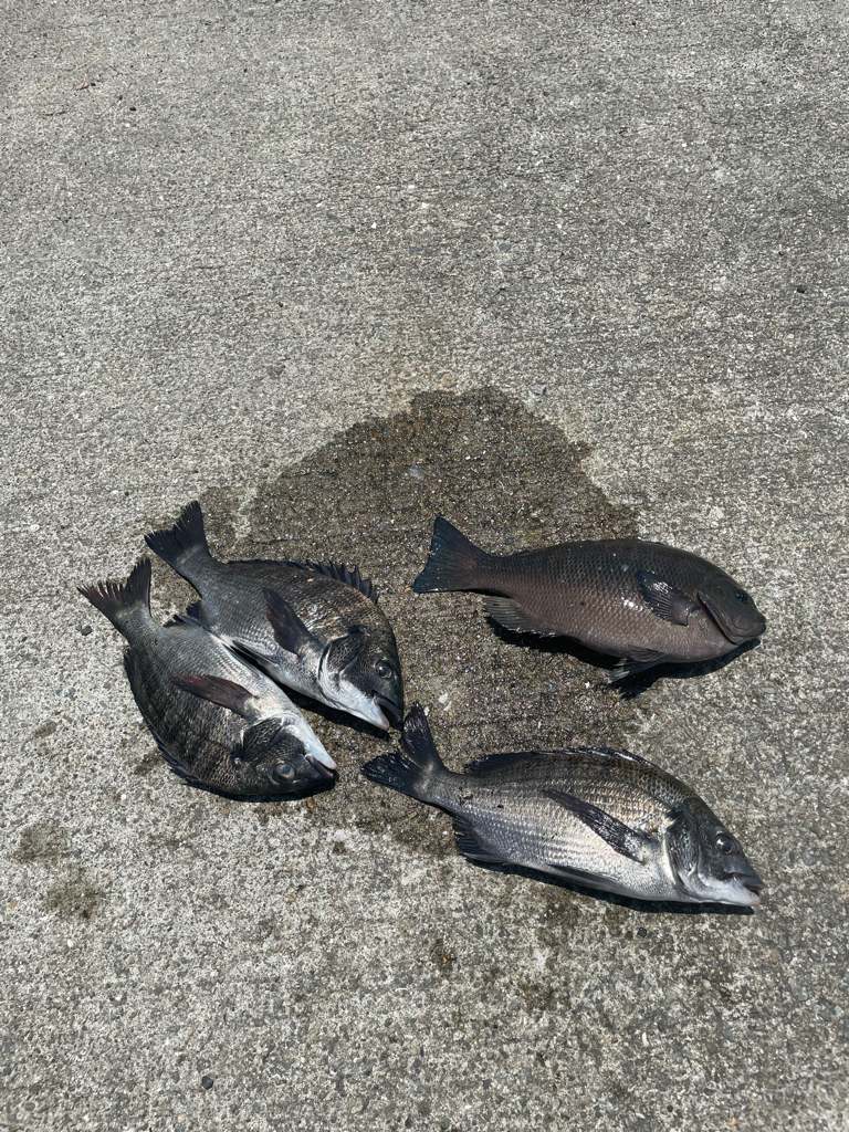 フカセでチヌ・グレ・コバンザメ!