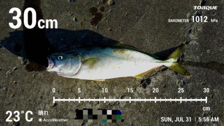 マイクロジギングでショゴ狙い