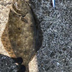 久しぶりのヒラメ