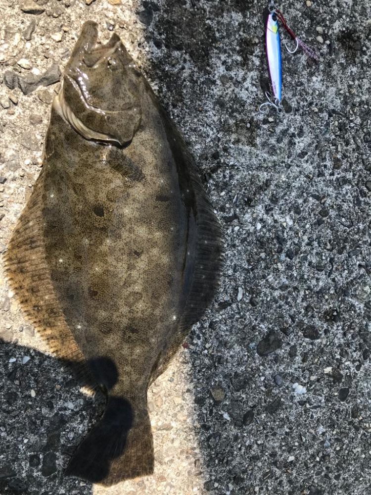 久しぶりのヒラメ