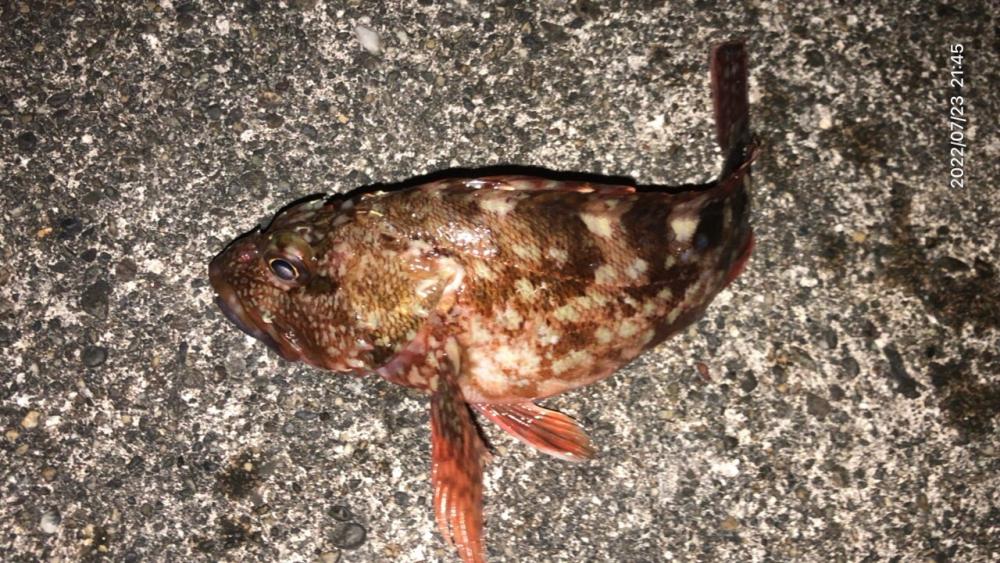 ロックフィッシュ