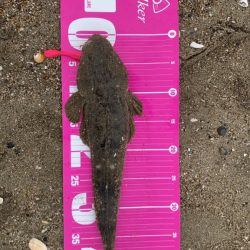 マゴチ釣れた！