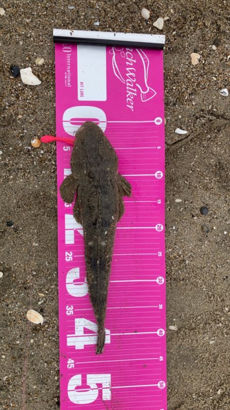 マゴチ釣れた！