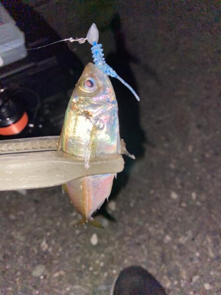 強風下のアジング