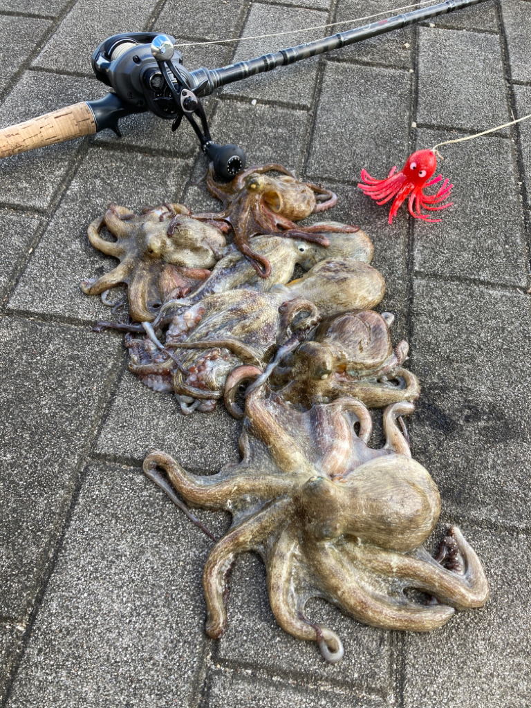 湾奥コスモ蛸事情。何とか6杯。。