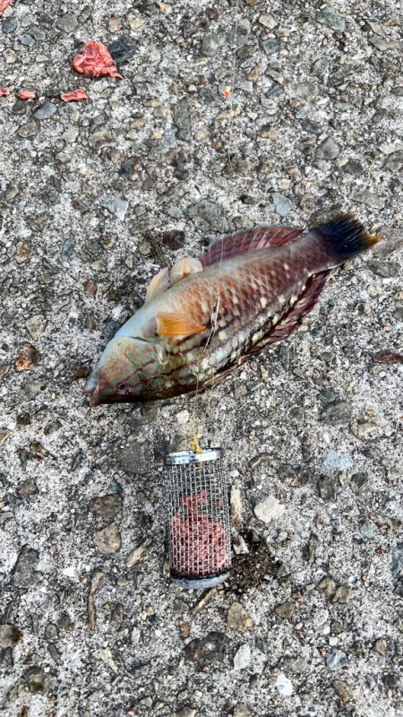 ショアジギング　餌釣り　岩屋一文字