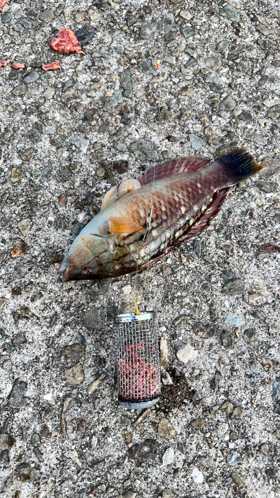 ショアジギング　餌釣り　岩屋一文字