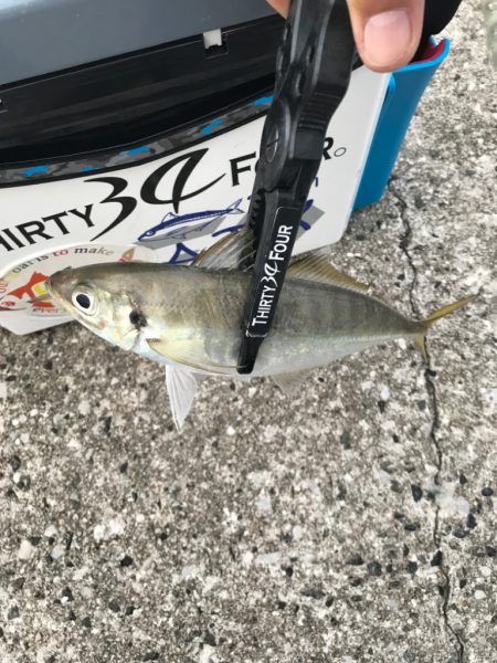 久々のサイズ🐟