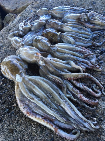 【タコフィネス】キロ弱を頭に計10杯・3.…