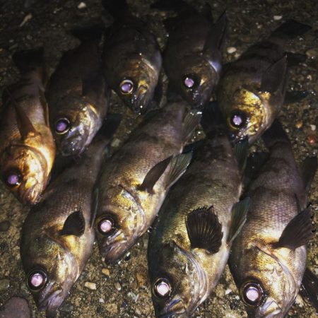 メバルプラッキング