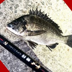 夕まずめ狙い　シラサエビ撒き釣り　にて