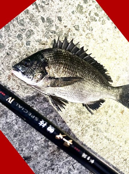 夕まずめ狙い　シラサエビ撒き釣り　にて