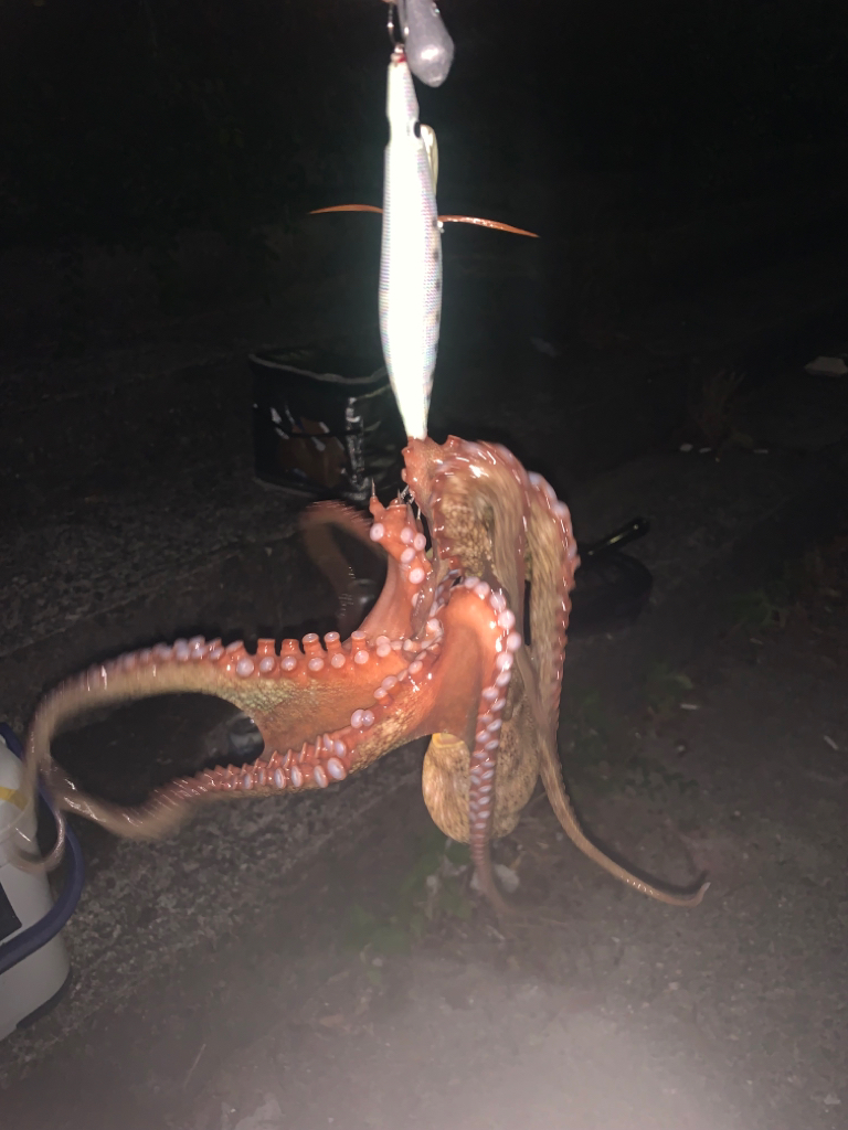 釣れるだろう！