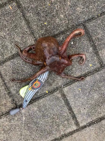 ⭐︎好調阪神にあやかり