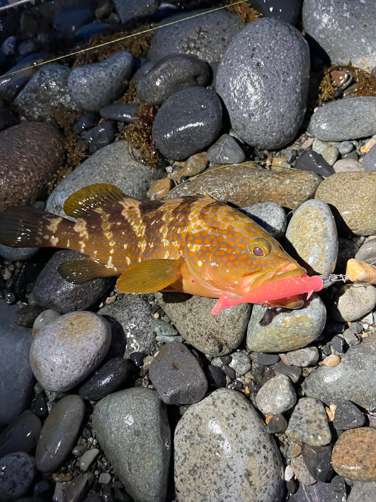 呪いを祓って！