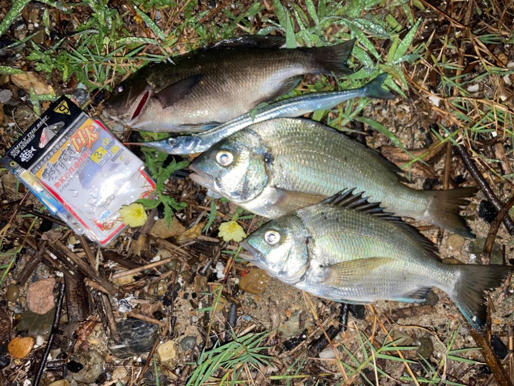 雷雨後の小チヌ！